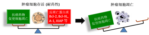 图 1：肿瘤细胞通过反凋零蛋白产生耐药性，对反凋零蛋白的抑制将改变平衡，消除肿瘤耐药性。