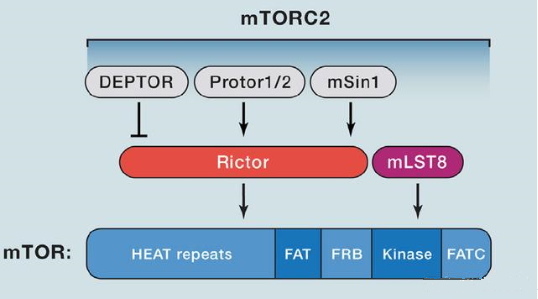 mTORC2的组成蛋白主要有Rictor、mSin1、mSLT8和Protor等