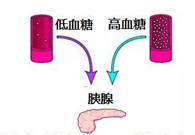 调节血糖稳态，GK负重前行