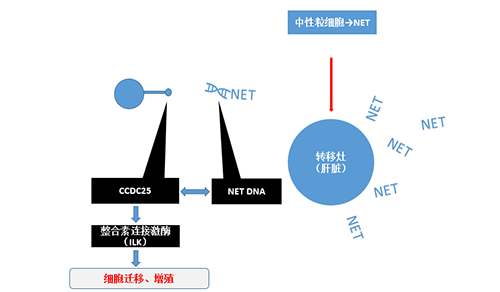 除了单纯的捕获，NET DNA与CCDC-25的结合还增强了癌细胞的侵袭行为，促进了癌症的肝转移。