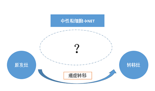 NET可能会通过某些方式“捕获”或“唤醒”癌细胞，从而造成癌细胞的迁移。
