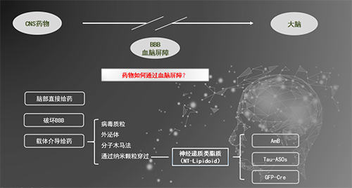 人工合成NT类脂质开放血脑屏障，为CNS药物打开新局面