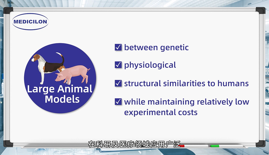 大型动物模型： 各种疾病研究的必要工具
