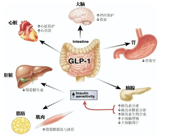 时代变了！GLP-1让打针吃药也能减肥成为现实