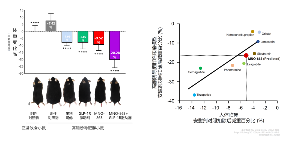 4周降低近10%体重！人生就是博助力慕恩生物MNO-863活菌生物药获批临床