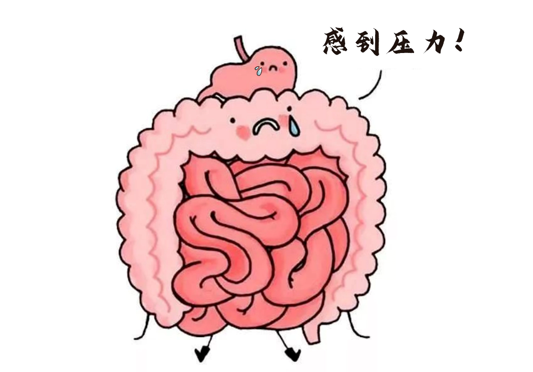 肠道不仅是消化器官，更是“情绪隐形指挥官”。.webp